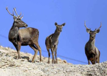 ضرورت استفاده از روش‌های نوین بازیابی در تجارت نفت ایران