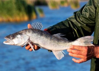 ضرورت استفاده از روش‌های نوین بازیابی در تجارت نفت ایران