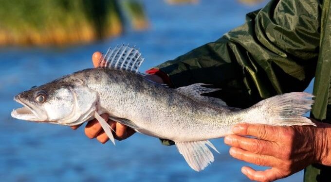 ضرورت استفاده از روش‌های نوین بازیابی در تجارت نفت ایران