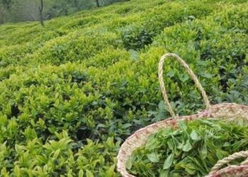 افزون بر ۵۲ هزار تن برگ سبز چای از چایکاران خریداری شد